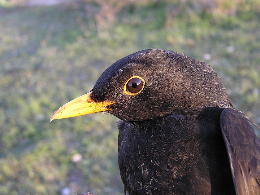 Common Blackbird, Sundre 20070503